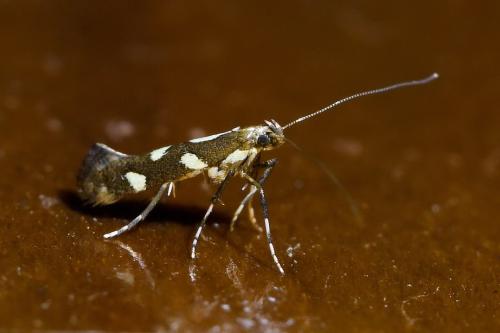 Réf. 307 527 : Calybites phasianipennella